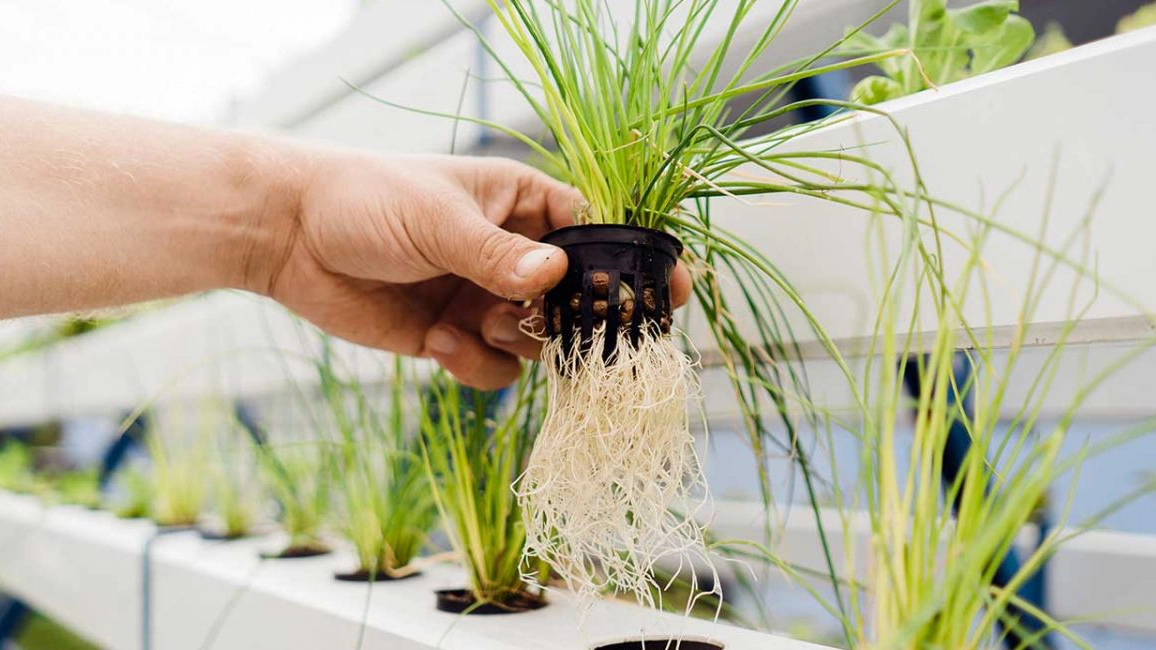 Srovnání půdního a hydroponického pěstování